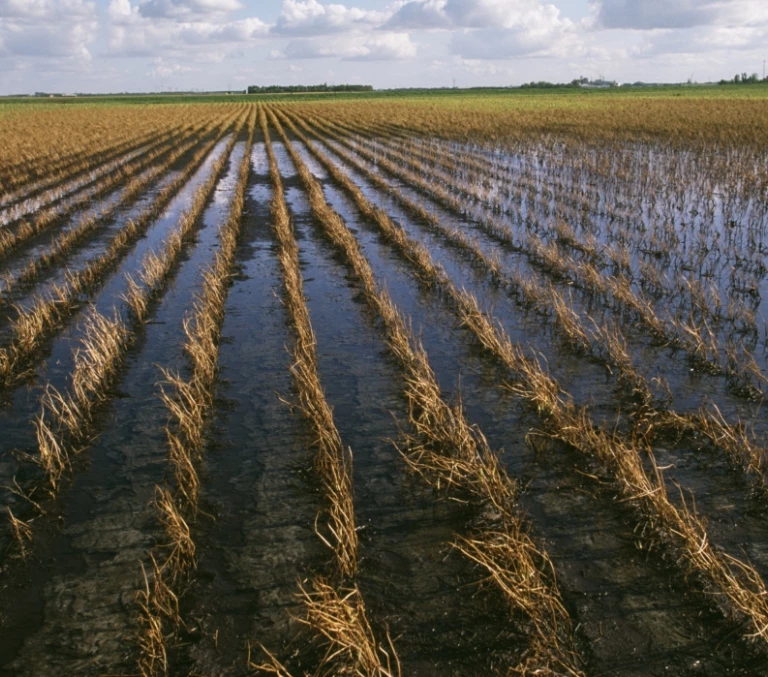powódź na&nbsp;polu